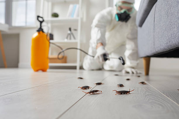 Commercial Kitchen Cockroach Control in Dorothy